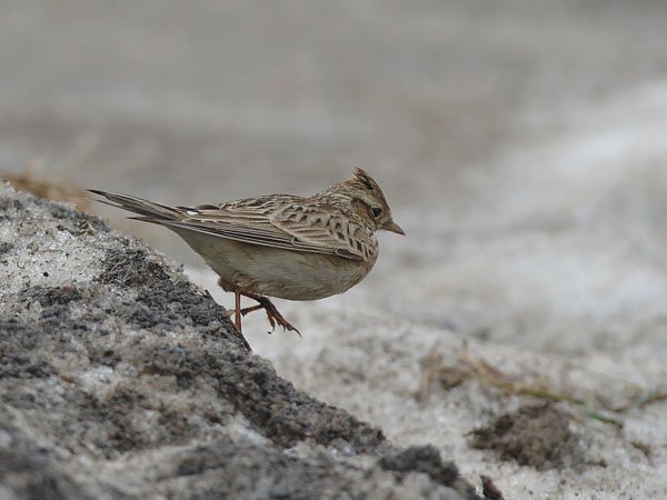 Kiuru, Eurasian Skylark, Alauda arvensis